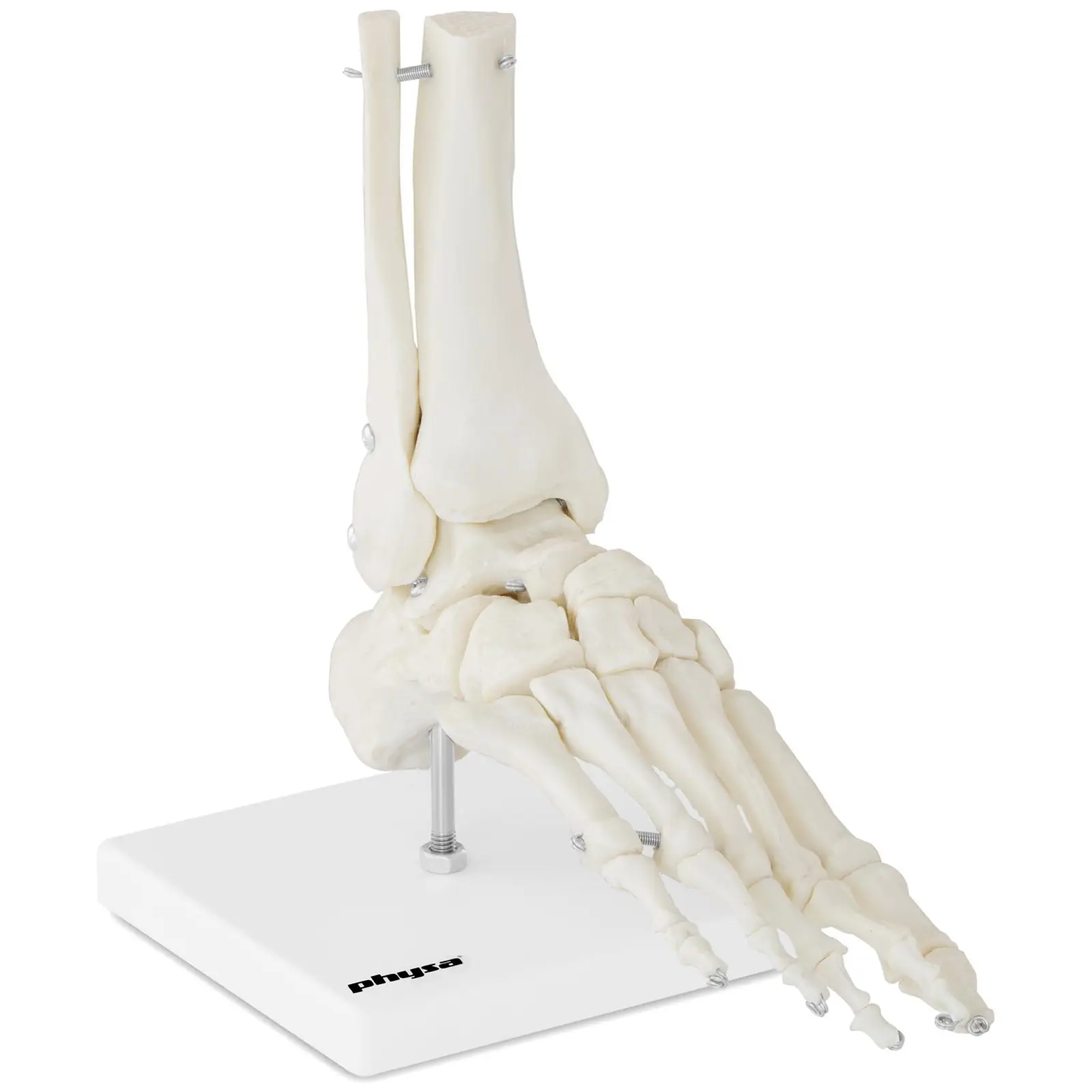 Model de schelet de picior
