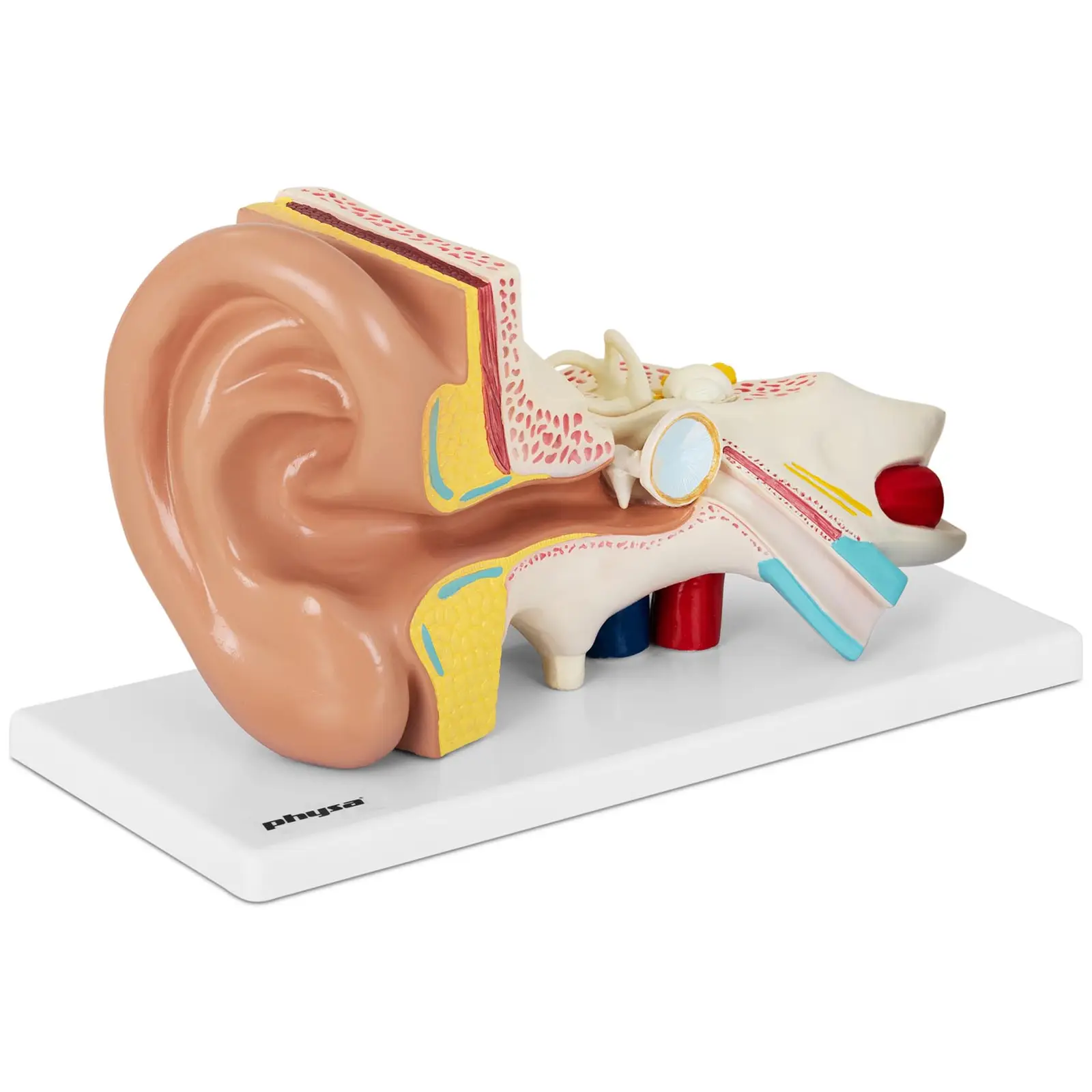 Model de ureche - separabil în 4 părți - 2x mărimea naturală