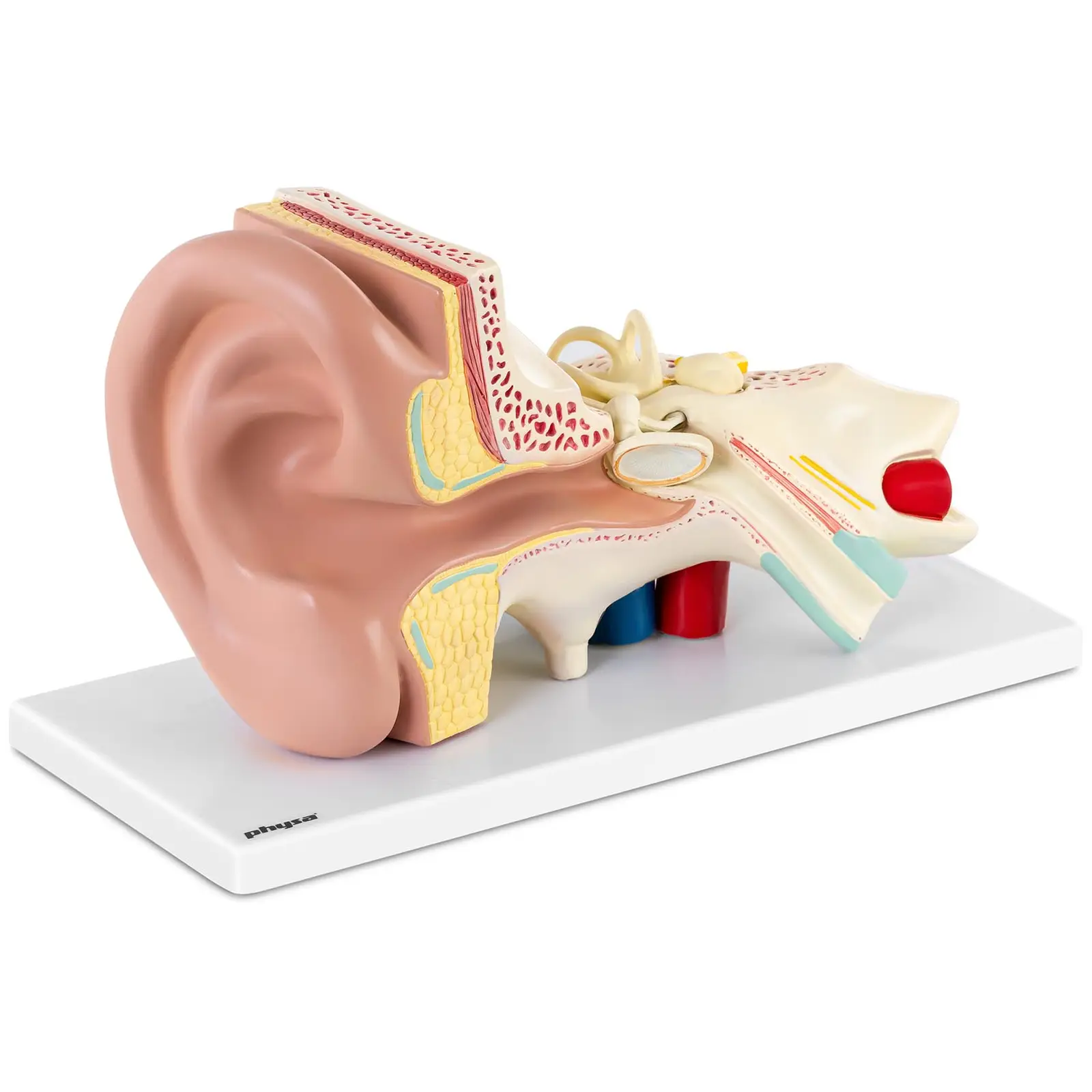 Model de ureche - demontabil în 4 părți - Dimensiune triplă