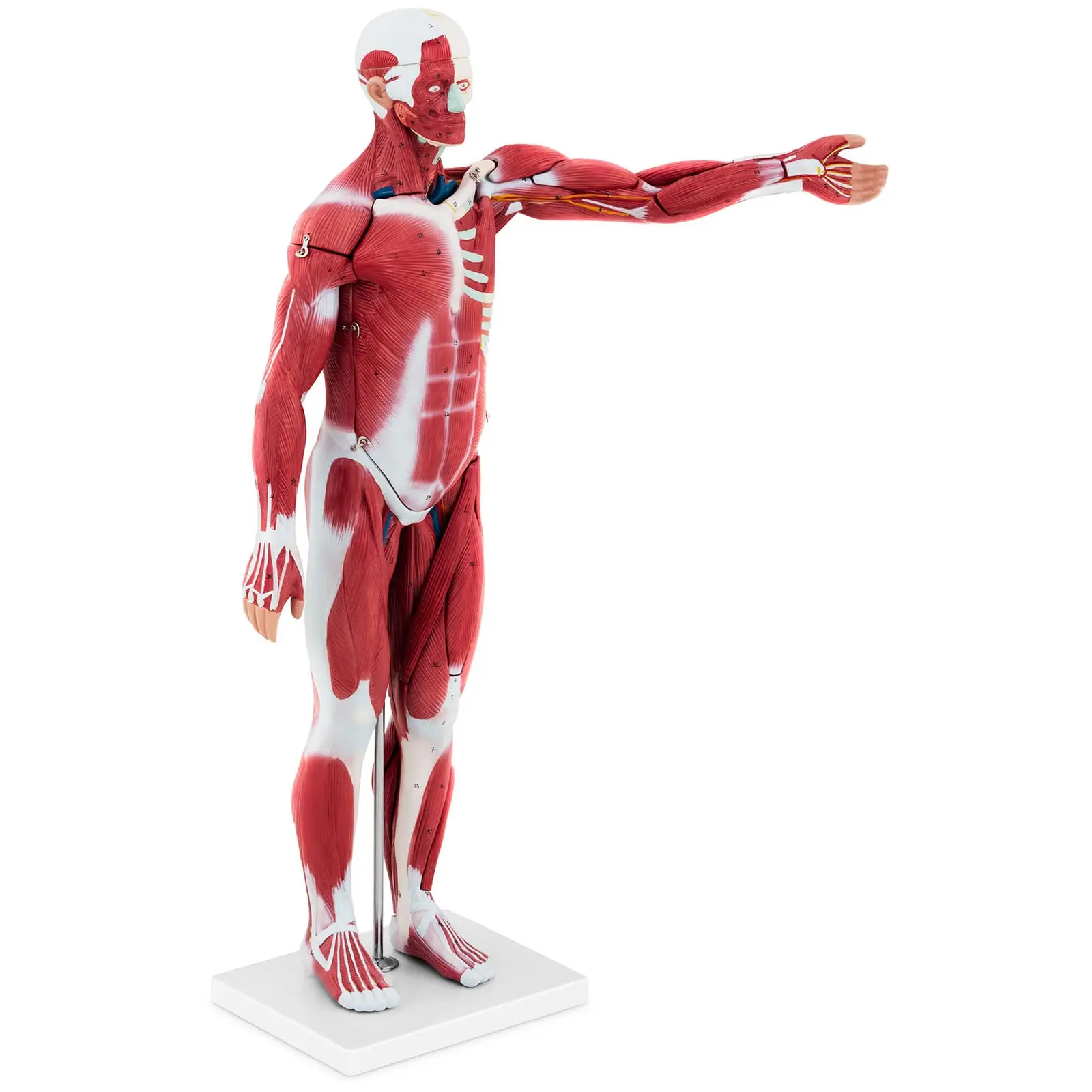 Manechin Mușchii Corpului Uman - unisex - 27 piese - 76 cm înălțime