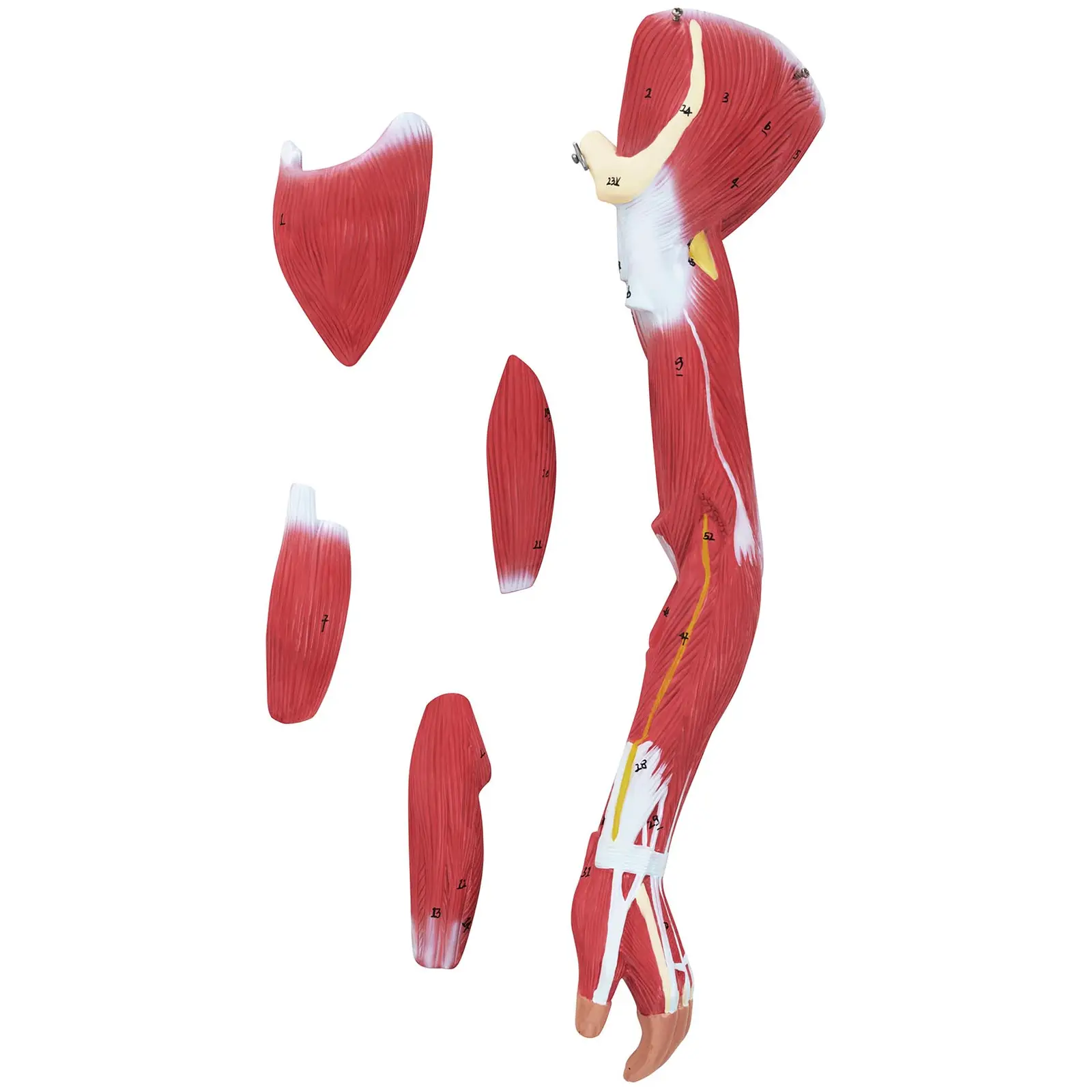 Manechin Mușchii Corpului Uman - unisex - 27 piese - 76 cm înălțime