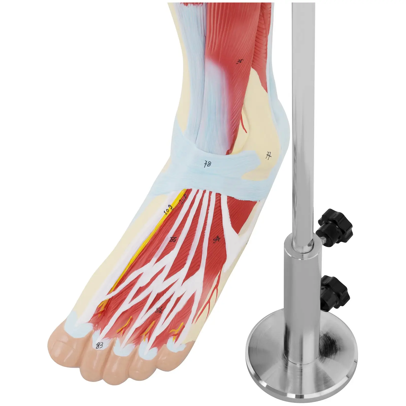 Model de picior - Mușchii piciorului - Colorat