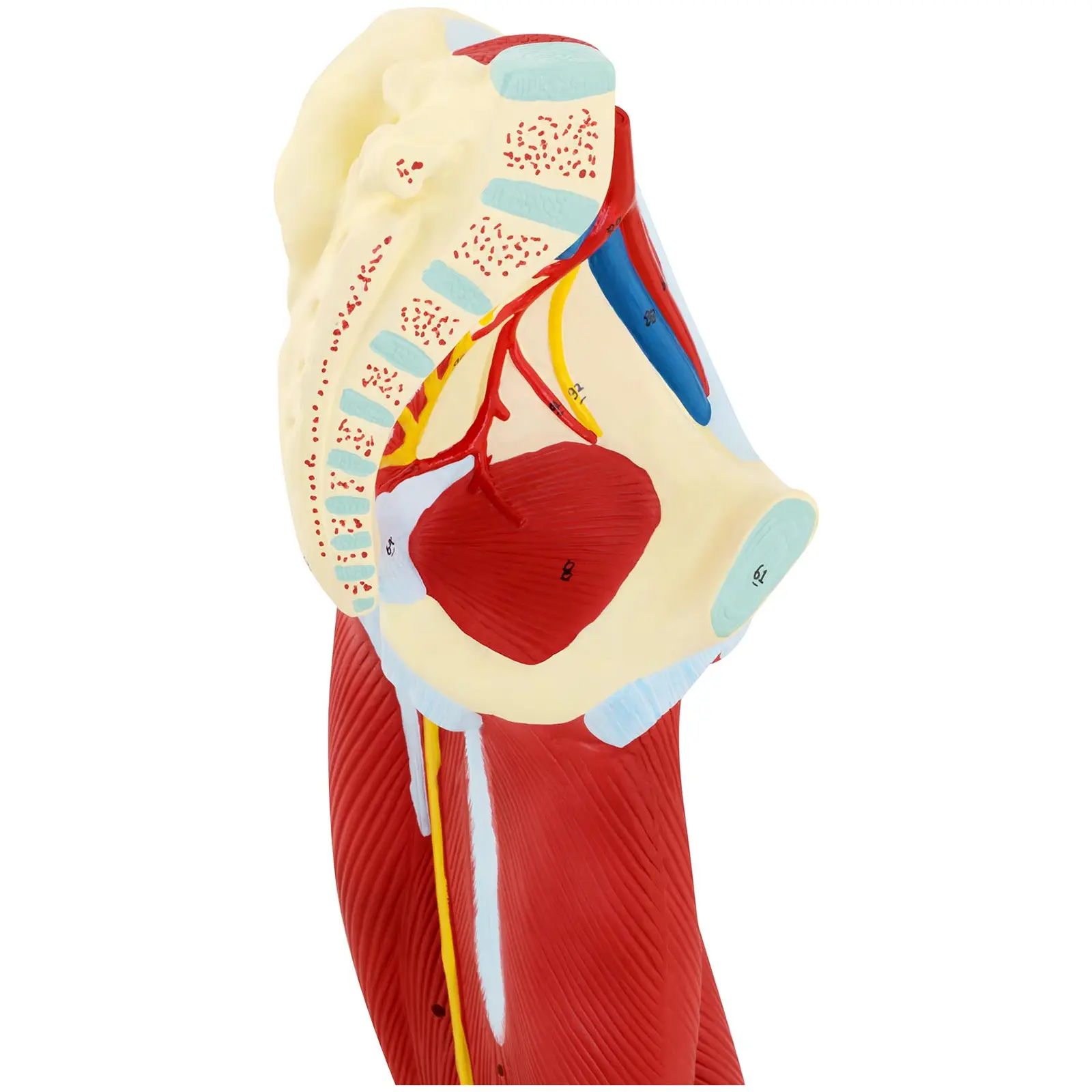 Model de picior - Mușchii piciorului - Colorat