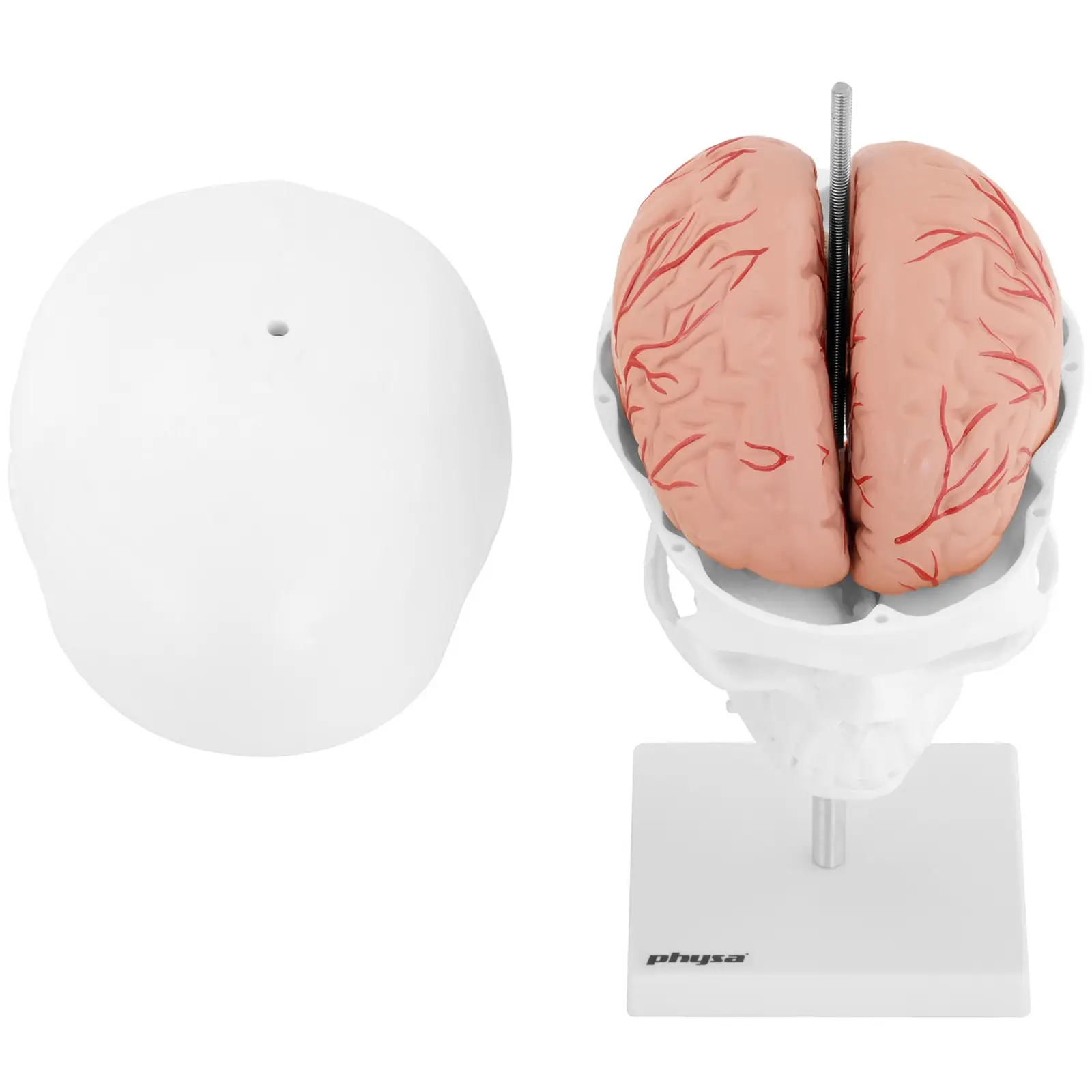 Model de craniu - cu 7 vertebre cervicale și creier - dimensiune originală